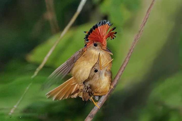 Maria-leque-do-sudeste (Onychorhynchus swainsoni)- Aves belas e exóticas