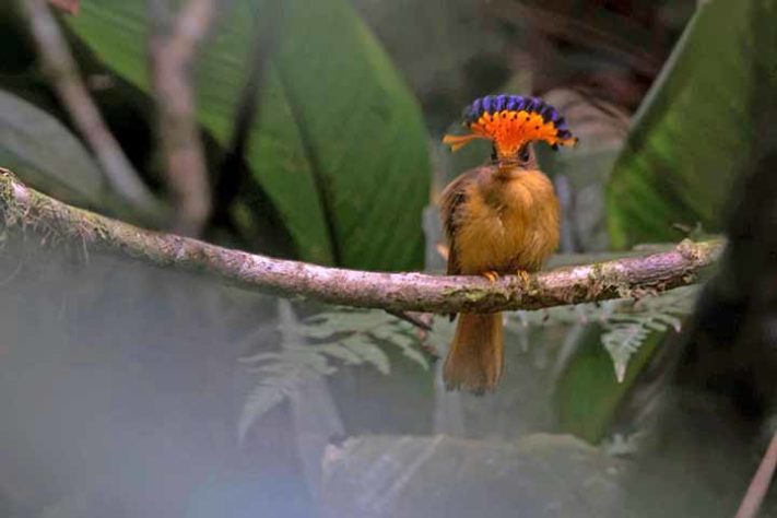 Maria-leque-do-sudeste (Onychorhynchus swainsoni)- Aves belas e exóticas