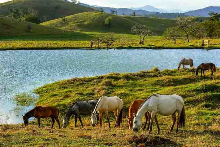 Cavalos - Carrapato - Flickr José Santarém