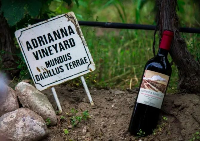 Adrianna Vineyard Mundus Bacillus Terrae 2021