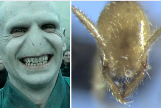 Formiga traiçoeira ganha nome de Voldemort, o bruxo do Mal de ‘Harry Potter’