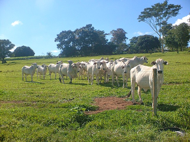 Em seguida aparecem o Pará com 10,6% e Goiás com 10,4%. Na lista das cidades, São Félix do Xingu , no Pará, é a cidade com maior número de cabeças de gado: 2,5 milhões. 
