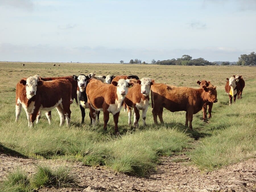 Especialistas explicam que os bois ficam com essas pedras na vesícula quando ocorre um acúmulo de sais no órgão do animal. 