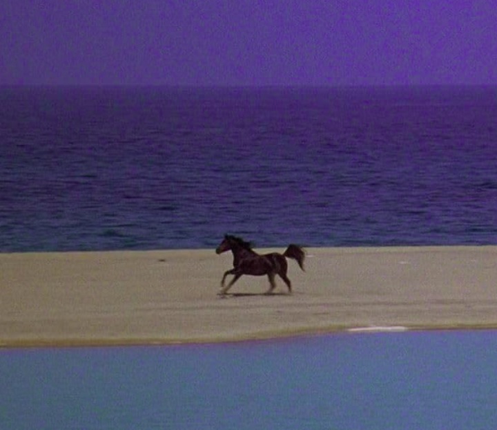 "O Corcel Negro" (1979): Baseado no livro de mesmo nome de Walter Farley, o filme conta a história de Alec Ramsey, um jovem que faz amizade com um cavalo selvagem árabe durante uma viagem de navio.