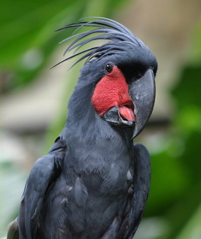 Cacatua