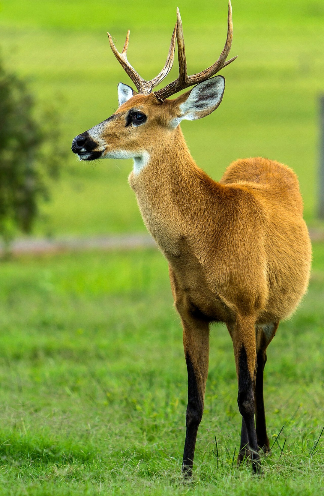 As quatro sob risco de extinção são veado-campeiro, veado-mateiro-pequeno, veado-mão-curta e cervo-do-pantanal.  O cervo-do-pantanal é o maior cervídeo da América do Sul,  podendo pesar até 125 quilos e ter até 1,27 metro de altura.  Mas seu habitat foi drasticamente reduzido por causa de desmatamentos. 