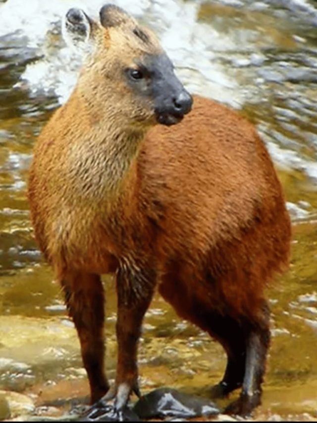 Cervos, veados, alces: veja características dos ruminantes que têm galhadas
