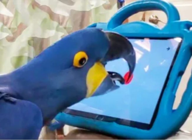papagaio com tablet 