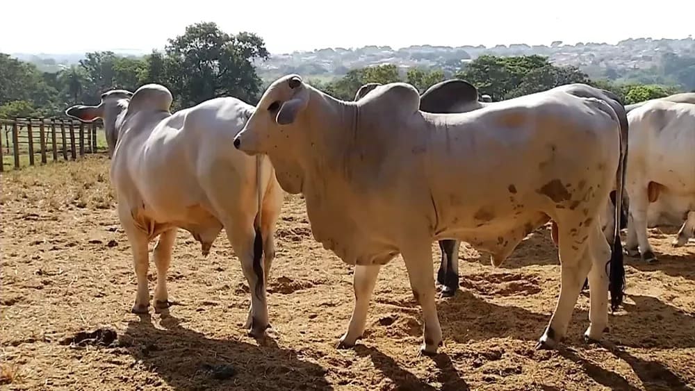 E o Brasil é uma potência na pecuária. Segundo o IBGE, o país alcançou novo recorde em 2022 (último censo)  com 234,4 milhões de bovinos. 