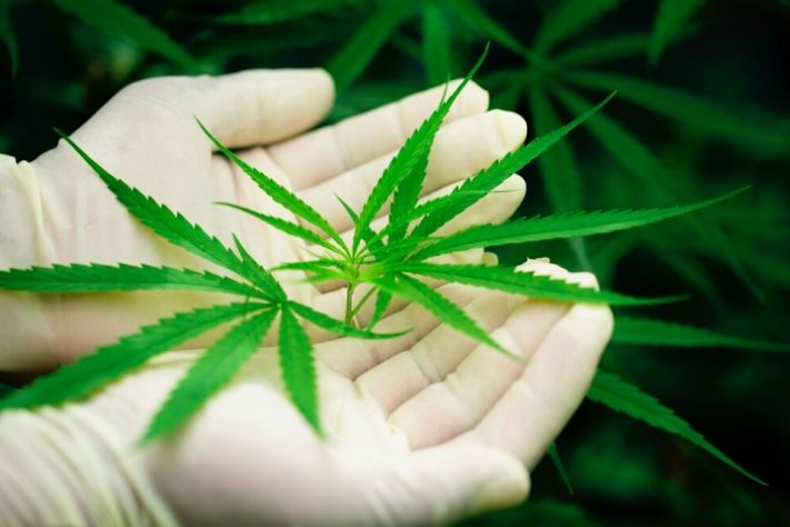 cannabis - maconha