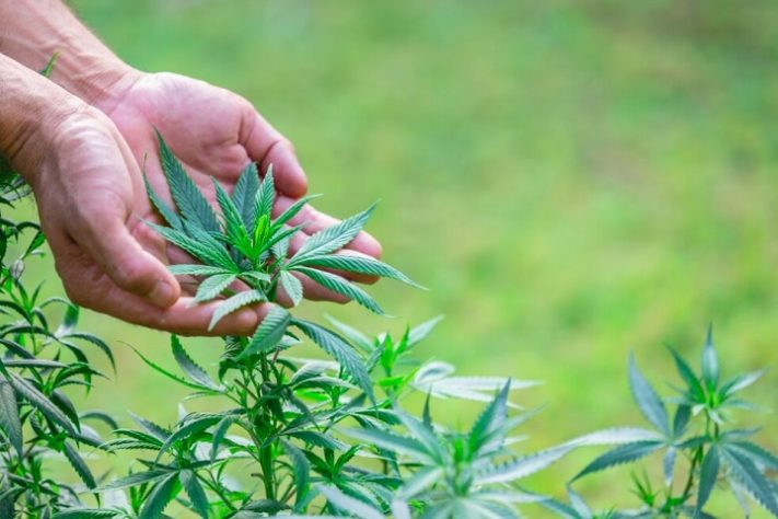 cannabis, maconha – Freepik/jcomp