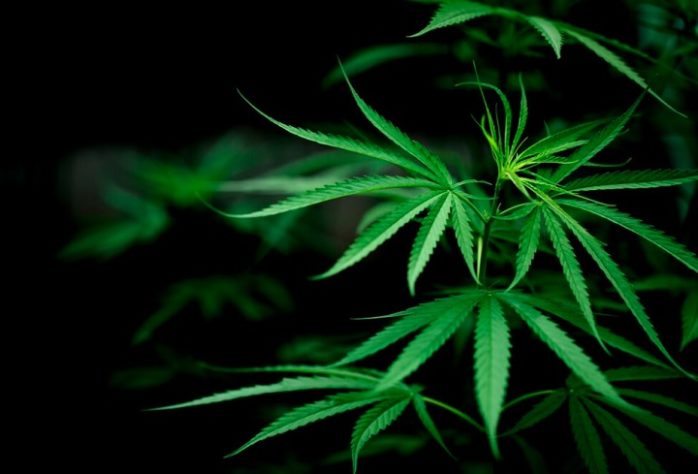 cannabis - maconha