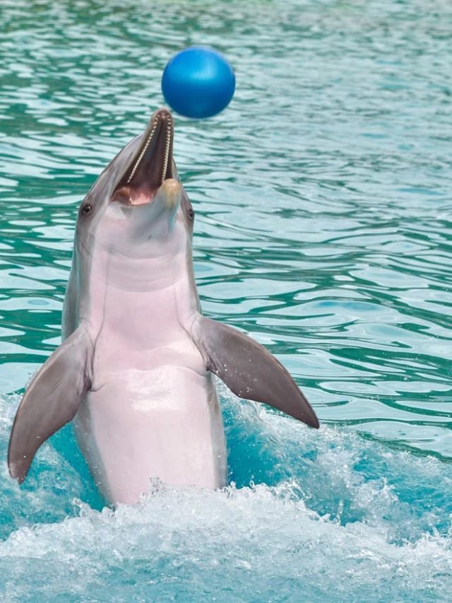 Saiba quais são os animais mais inteligentes do mundo