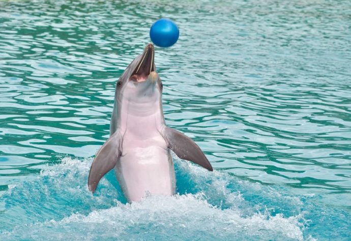 golfinho brinca com bola