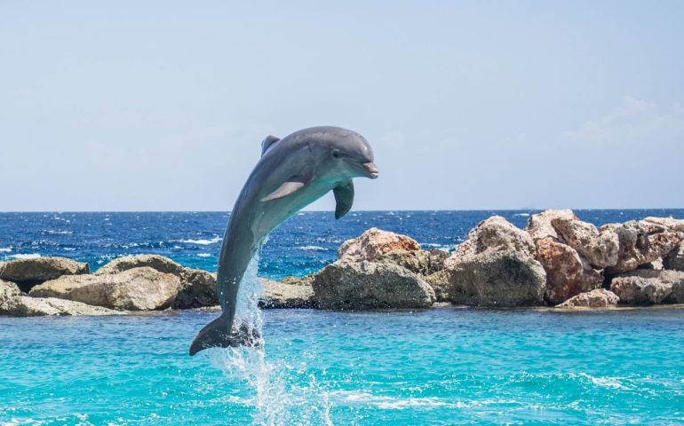 Os golfinhos geralmente têm a capacidade de pular 5 metros acima. o nível da água. E há espetáculos em parques que exploram justamente essa habilidade como atração. 