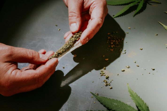 maconha - cannabis