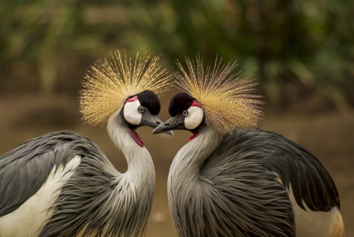 Aves exóticas