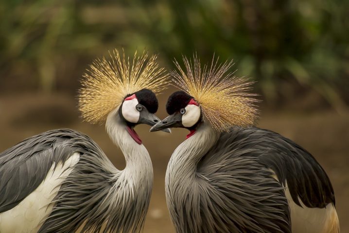 Com suas cores vibrantes, plumagens elaboradas e comportamentos únicos, as aves são verdadeiras joias da natureza. Elas são admiradas não apenas por sua beleza, mas também por sua diversidade.  -  (crédito: Frank Winkler por Pixabay)