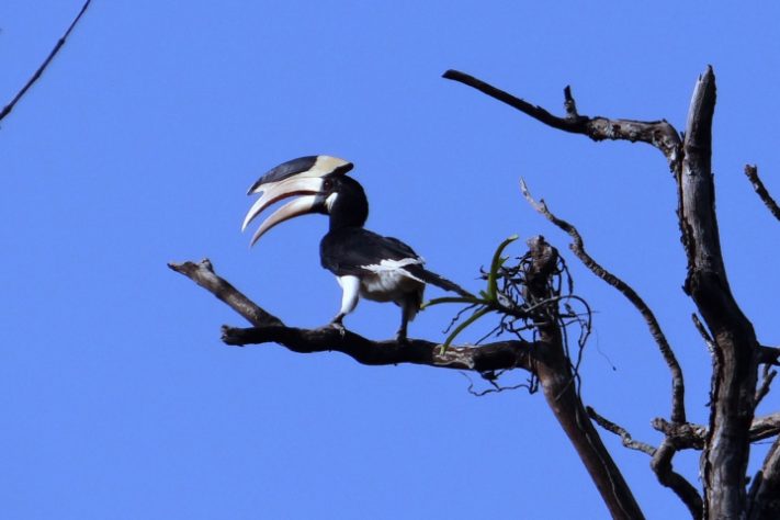 Aves exóticas