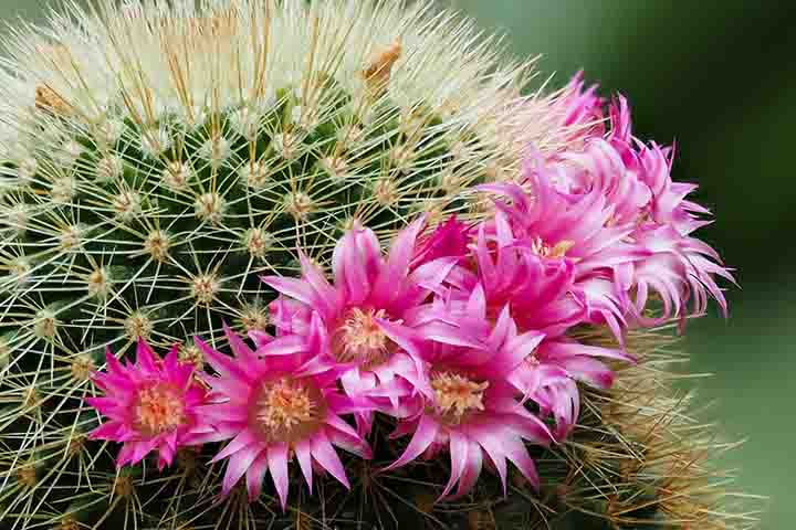 O Cacto Orbea, que é nativo da África do Sul, tem o ciclo de vida perene e é conhecido também como flor estrela ou cacto estrela-do-mar. Deve ser cuidado sob pleno sol ou meia sombra, em solo arenoso, drenado e enriquecido com matéria orgânica e irrigado abundantemente, mas não constantemente. -  Flickr Ronnie Yeo