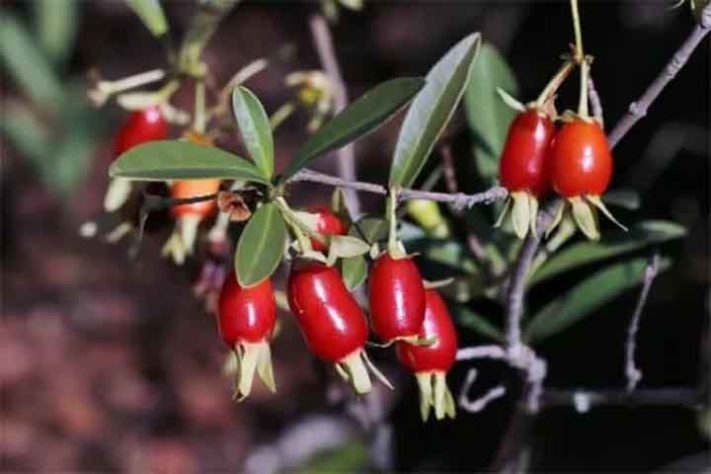 Cereja do Mato (Eugenia involucrata) - Frutas típicas da Mata Atlântica