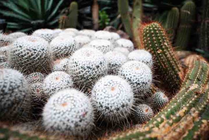 Cactos surpreendem com formas exóticas, cores e mutações