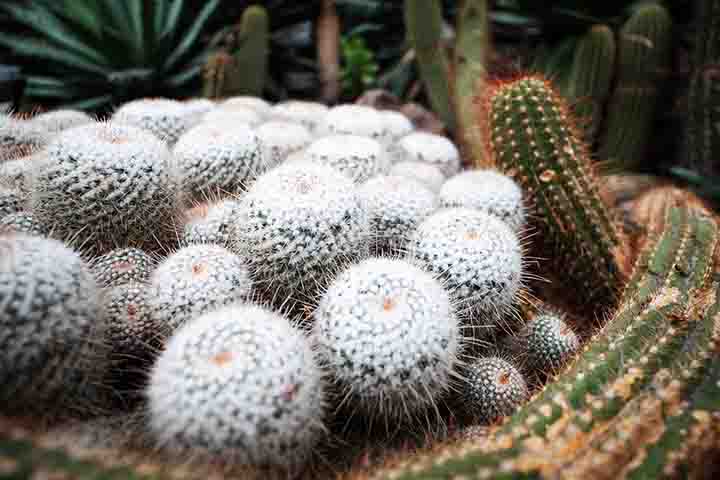 Cactos surpreendem com formas exóticas, cores e mutações