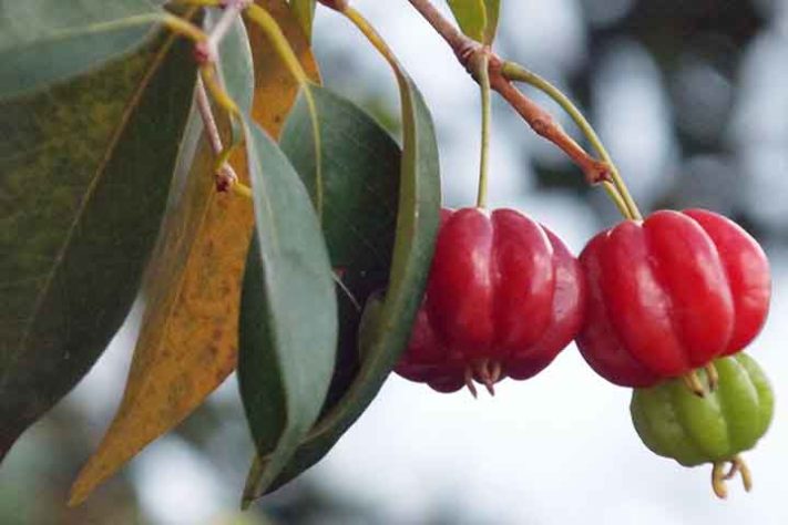 Pitanga - Frutas típicas da Mata Atlântica