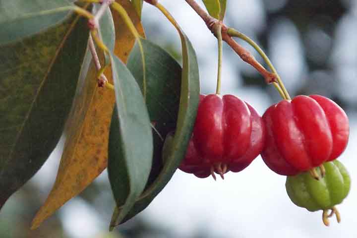 Pitanga - Frutas típicas da Mata Atlântica - Flickr Line Luciano