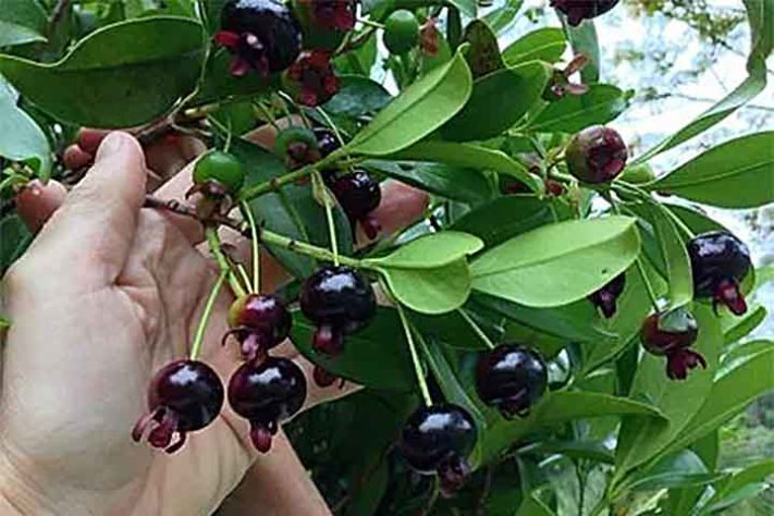 Grumixama (Eugenia brasiliensis) - Frutas típicas da Mata Atlântica