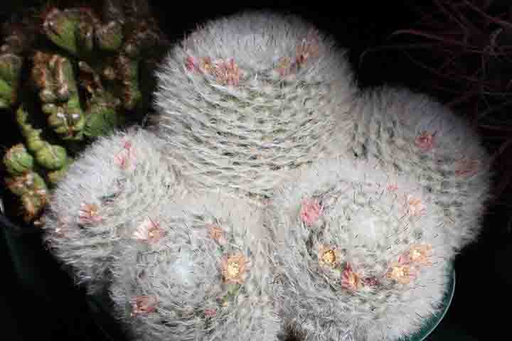 As flores são em forma de estrela, esbranquiçadas ou amarelas, com machas fortes de marrom que surgem no final do verão ou outono. É recomendado cultivar em umidade baixa ou média, com sol ameno pela manhã. Esta planta esférica também é conhecida como "cacto bola de neve", sendo rara, de forma única.  -  Flickr Arthur Chapman