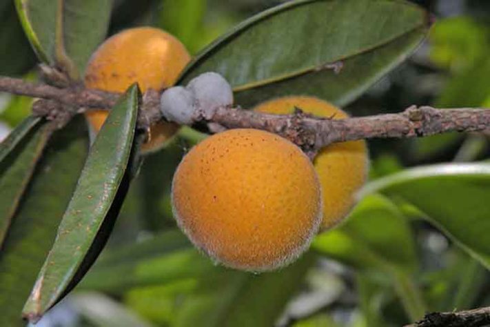 Cabeludinha (Eugenia tomentosa) - Frutas típicas da Mata Atlântica