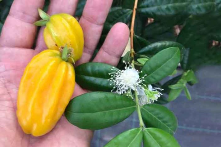 Pitangatuba (Eugenia selloi) - Frutas típicas da Mata Atlântica