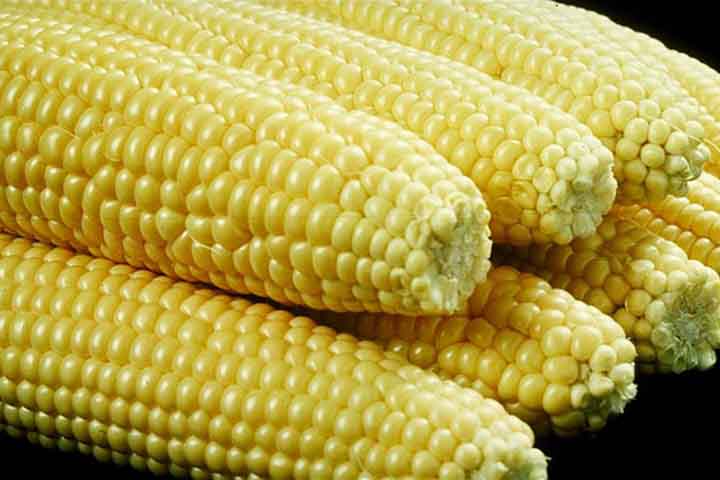 A data visa a conscientizar sobre a importância do milho como fonte de alimento para seres humanos e animais. Ele apresenta uma cultura versátil, sendo utilizado não apenas como alimento básico, mas também como matéria-prima na produção de biocombustíveis, amidos, óleos e uma variedade de produtos industriais. - Domínio Público/Wikimédia Commons