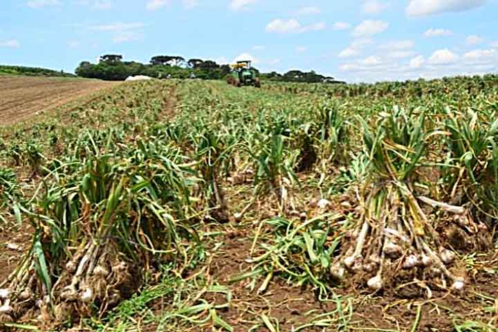 Ele consta na lista de alimentos funcionais do MinistÃ©rio da SaÃºde, por ser rico em sulfetos alÃ­licos, que fortalecem o sistema imunolÃ³gico e contribuem para reduzir o risco de cÃ¢ncer de cÃ³lon.