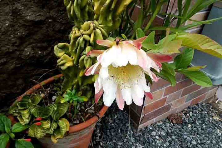 Cactos exóticos