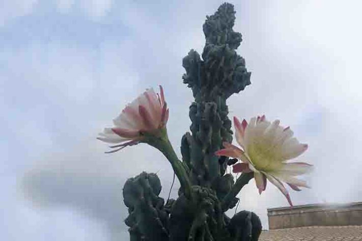Cactos exóticos