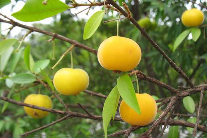 UVAIA (Eugenia pyriformis) - Frutas típicas da Mata Atlântica