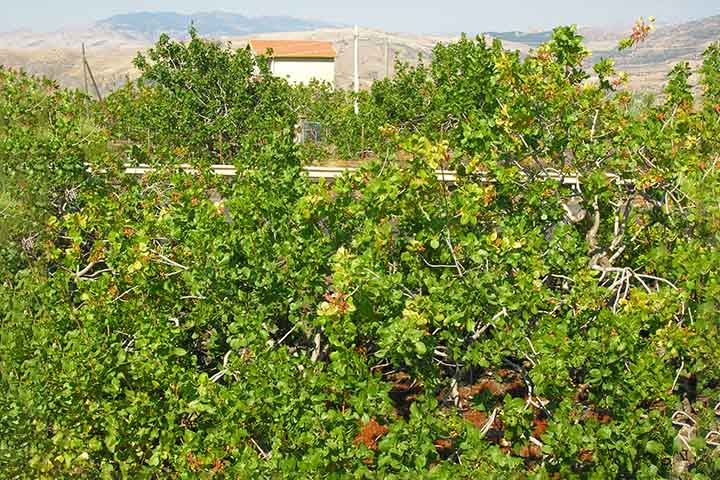 O fruto da árvore que vai para as prateleiras dos supermercados nada mais é que a semente do fruto seco e verde, ou seja, uma amêndoa envolta por sua rígida casca.-Flickr Luca Galli