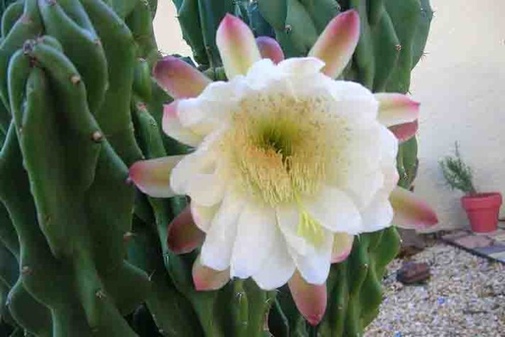 Cactos exóticos