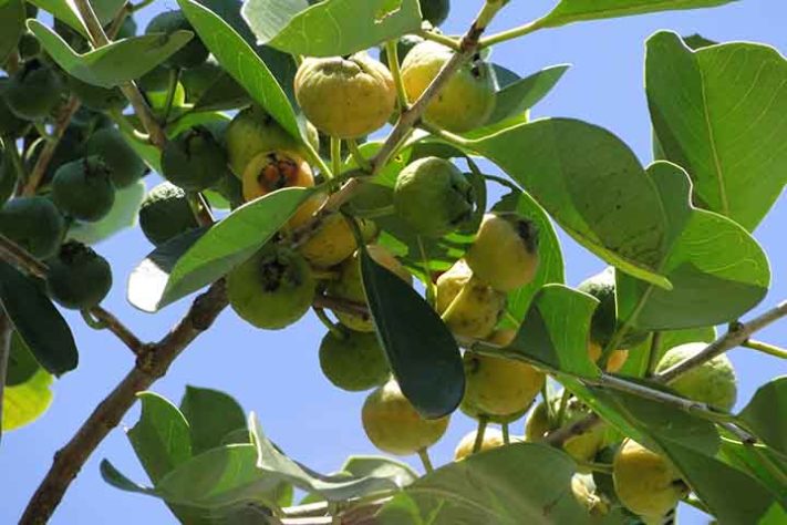 Araçá - Frutas típicas da Mata Atlântica