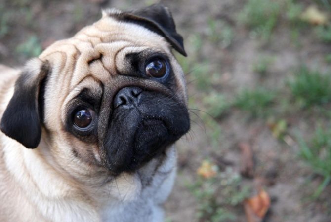 Apetite de sobra: raças de cães que apresentam maior tendência a engordar