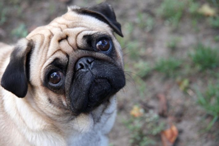 cachorro
