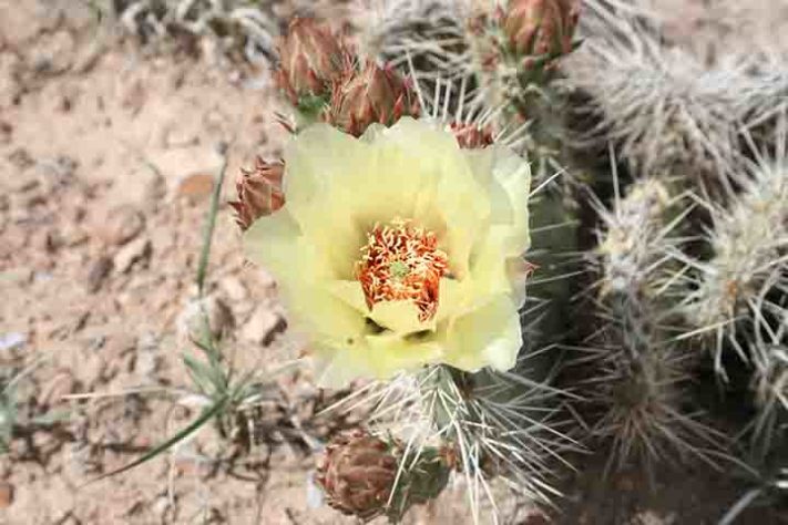 Cactos exóticos