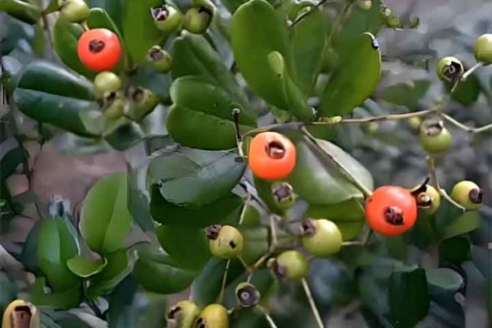 CAMBUI (Myrciaria cuspidata) - Frutas típicas da Mata Atlântica