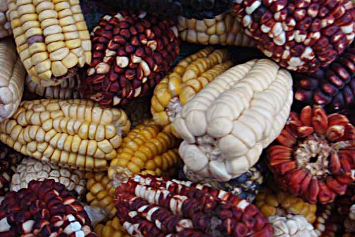Normalmente, no Dia do Milho os agricultores realizam festivais com demonstrações de comidas típicas feitas a base deste cereal, além de concursos de artesanatos feitos com partes da espiga do milho.- Flickr  Igor Testa
