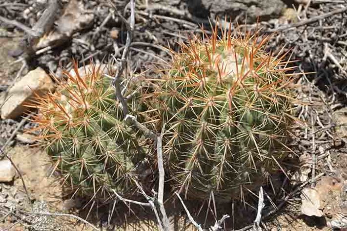 Cactos exóticos