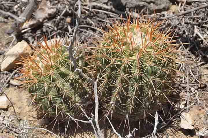 As espécies de Opuntia têm cerdas finas e farpadas chamadas glochids. Eles se desprendem facilmente e podem se soltar na caixa durante o transporte dessas plantas. -  Flickr Angelika Parker