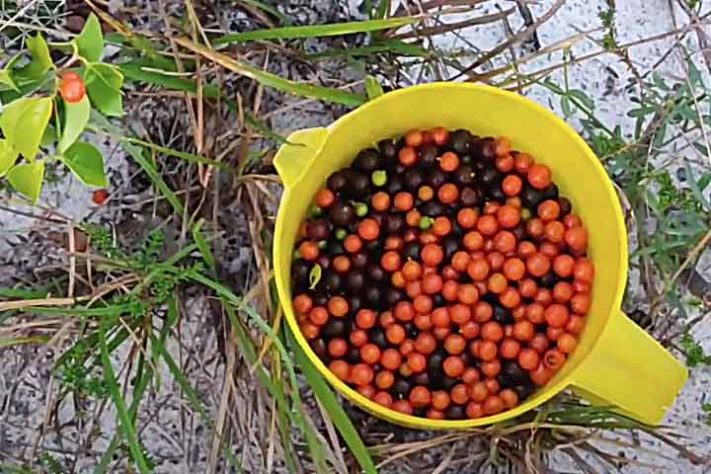 CAMBUI (Myrciaria cuspidata) - Frutas típicas da Mata Atlântica 