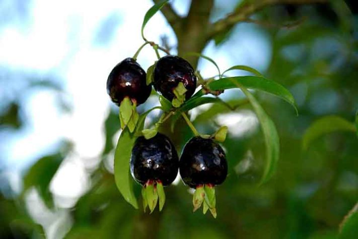 Cereja do Mato (Eugenia involucrata) - Frutas típicas da Mata Atlântica 